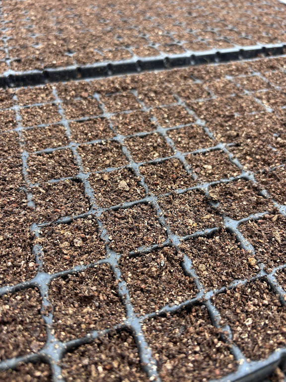 藍の種撒きました