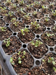 藍の芽が出たよ